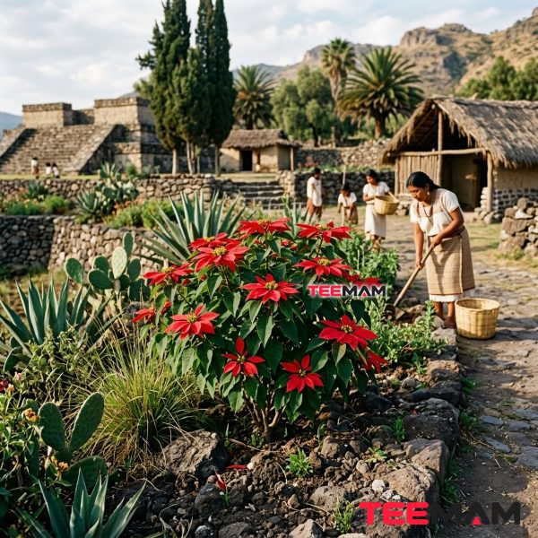 The Poinsettia: How a Winter Flower Became a Christmas Icon 14 Cuetlaxochitl Poinsettia In Ancient Mexico