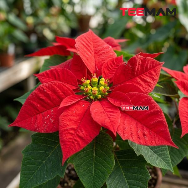 The Poinsettia: How a Winter Flower Became a Christmas Icon 13 Red Poinsettia Bracts And True Flowers Close Up