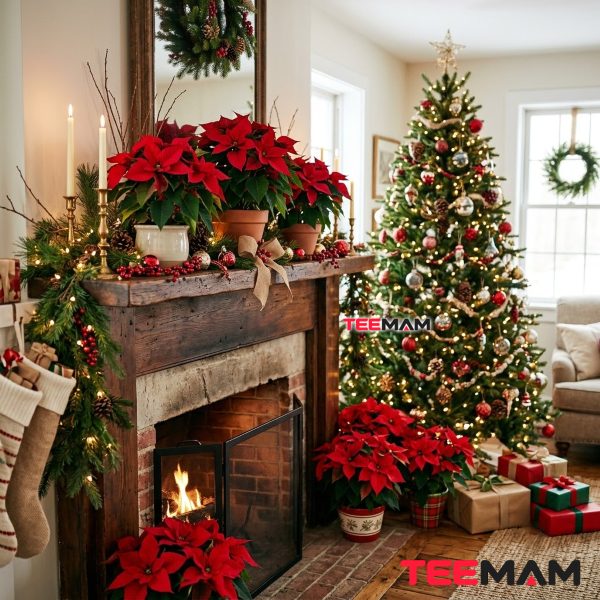 The Poinsettia: How a Winter Flower Became a Christmas Icon 12 Red Poinsettias In Cozy American Christmas Home
